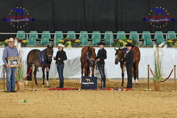 Geldings 2 year old Open EC5 6745