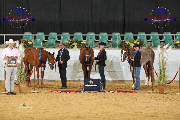 Geldings 3 year old Open EC5 6779