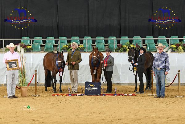 Geldings Aged Open EC5 6885