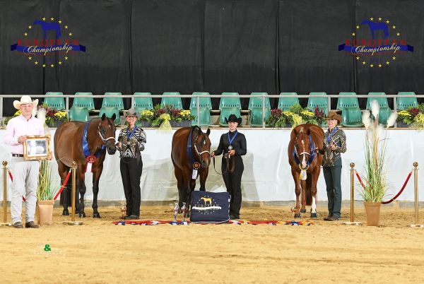 Geldings Performance Halter Amateur EC5 7318