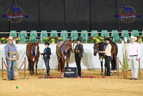 Geldings Performance Halter Open EC5 6997