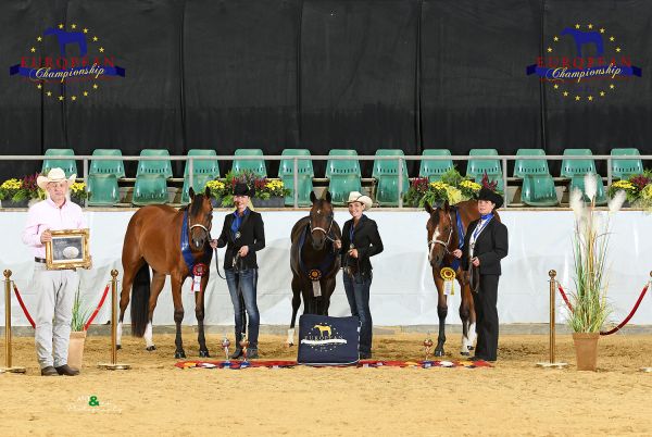 Geldings two and under Amateur EC5 7097