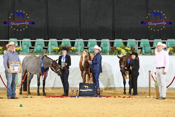 Mares 2 Year old Open EC5 7502