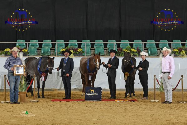 Stallions three and over Amateur EC5 6593