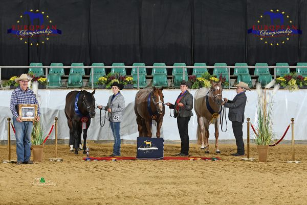 Stallions three and over Open EC5 6479