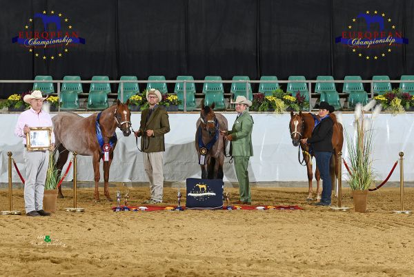 Stallions two and under Open EC5 6454