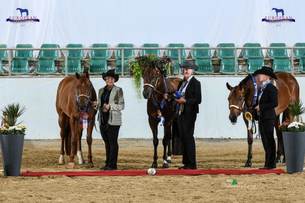 Halter Amateur Geldings Performance EC5 3238