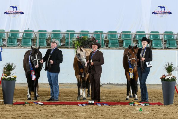 Halter Amateur Geldings Three And Over EC5 3214