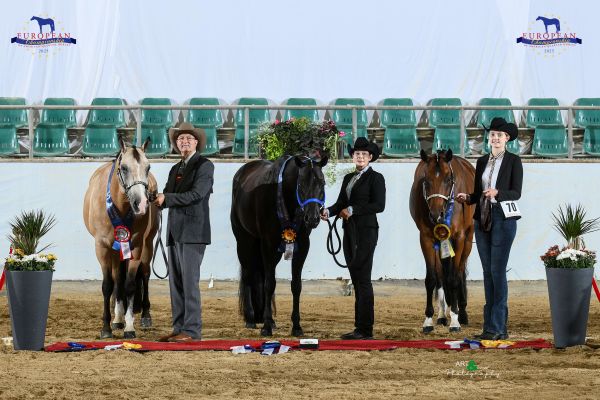 Halter Open Geldings Aged EC5 3125