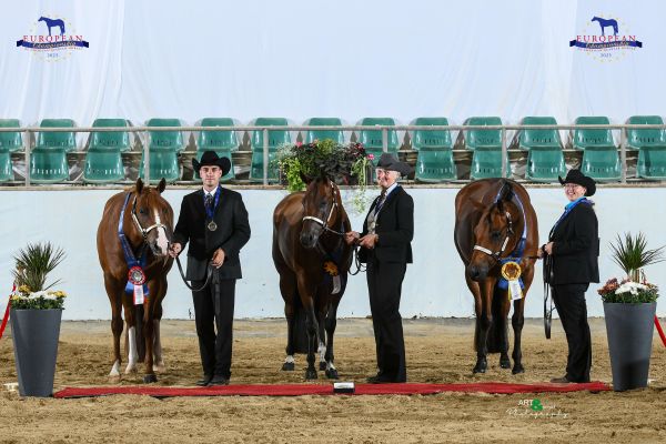 Halter Open Geldings Performance EC5 3164