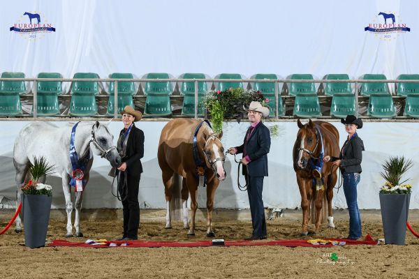 Halter Open Mares Aged EC5 3326