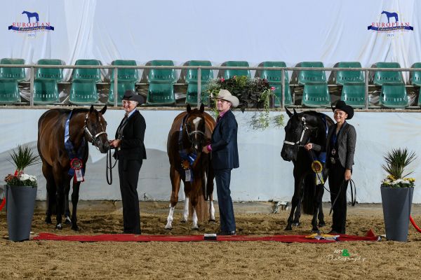 Halter Open Mares Three Year Old EC5 3314