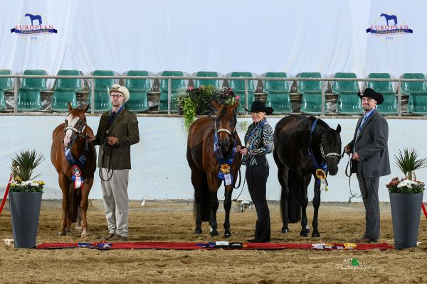 Halter Open Stallions Three And Over EC5 3046