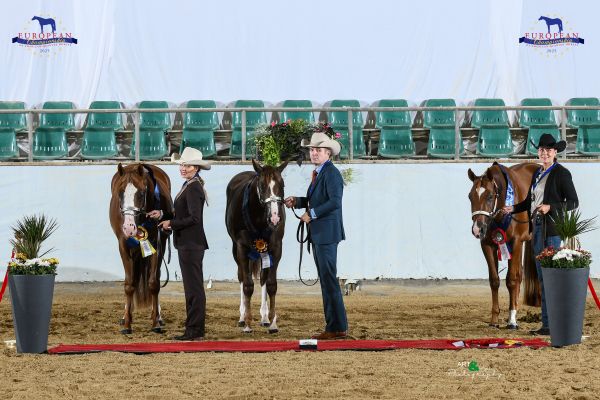 Halter Open Stallions Two And Under EC5 3016