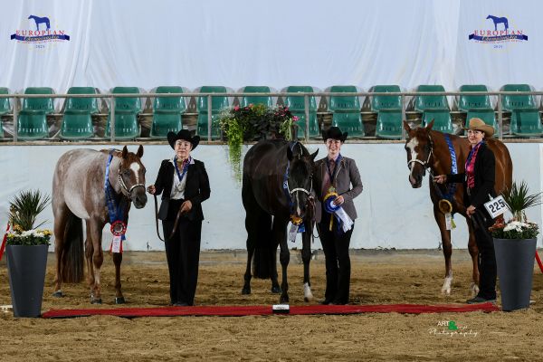 Halter Open Geldings Three Year Old EC5 3098