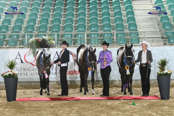 Trail In Hand Young Horse Cup EC2 9943