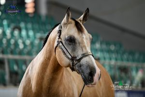Halter Amateur Stallions 3 and over EC2 0736
