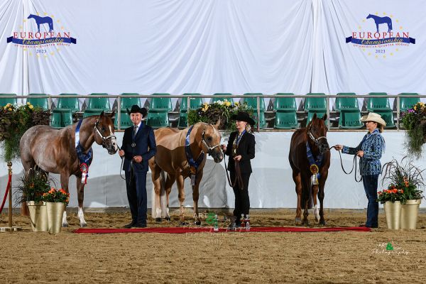 Amateur Stallions Performance EC5 4712