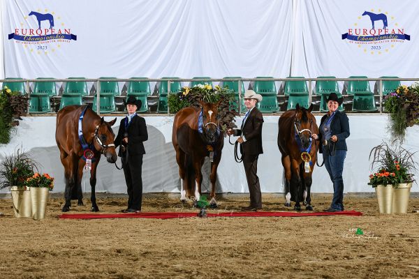 Open Geldings Aged EC5 4996