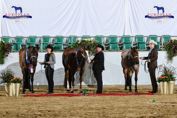 Open Geldings Performance EC5 5028