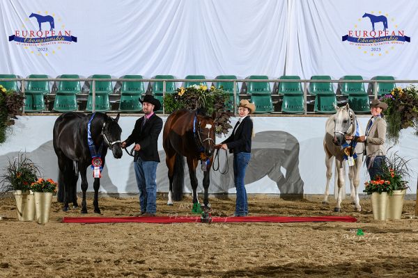 Open Stallions Three And Over EC5 4600