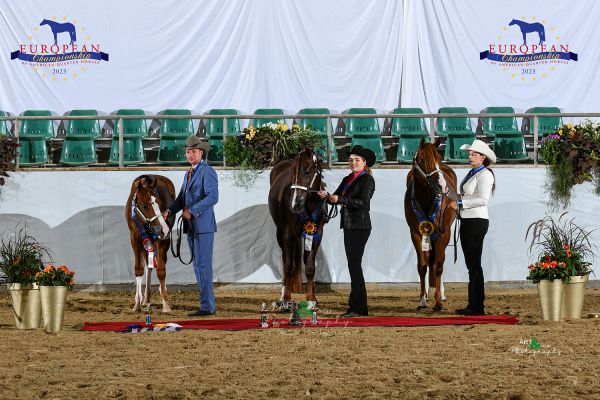 Open Stallions Two And Under EC5 4568